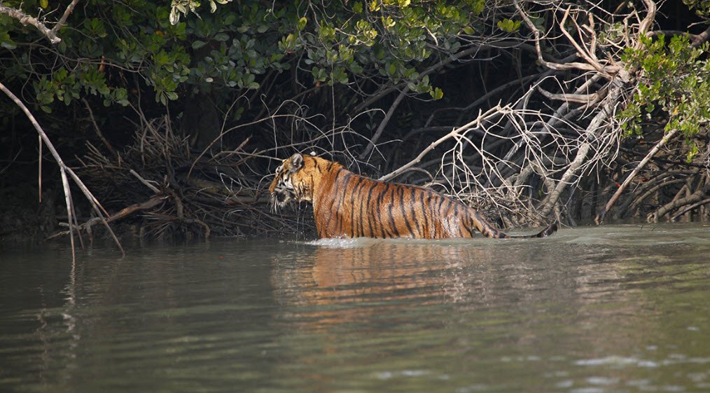 Sundarbans, West Bengal, India